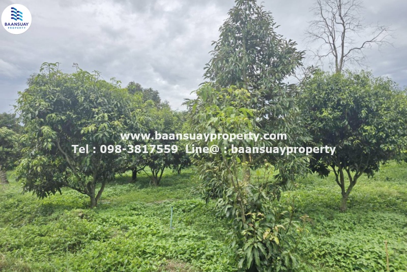 ขายสวนทุเรียน พร้อมสิ่งปลูกสร้าง โฉนดครุฑแดง มีน้ำประปา ไฟฟ้า พร้อมใช้  อ.หนองหญ้าปล้อง จ.เพชรบุรี